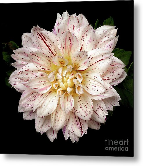 Flower Metal Print featuring the photograph Dahlia 'Picasso' by Ann Jacobson