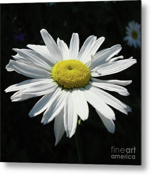 Daisy Metal Print featuring the photograph Daisy 1 by Amy E Fraser