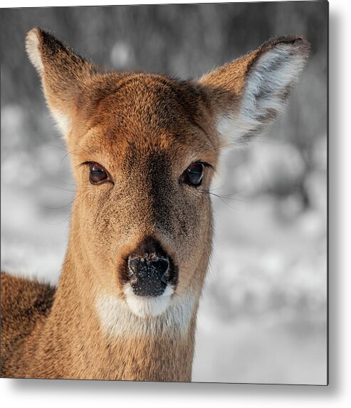 Wildlife Metal Print featuring the photograph Deer Portrait by Cathy Kovarik
