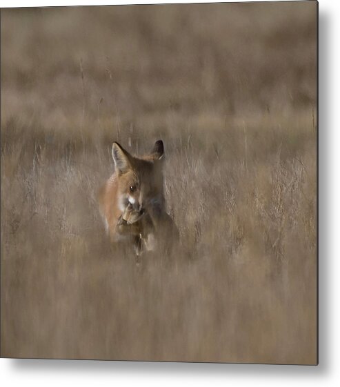 Fox Metal Print featuring the photograph Doggone it by Patrick Nowotny