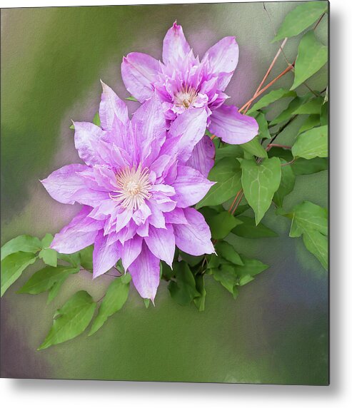 Isolated Metal Print featuring the photograph Double Clem by Leslie Montgomery