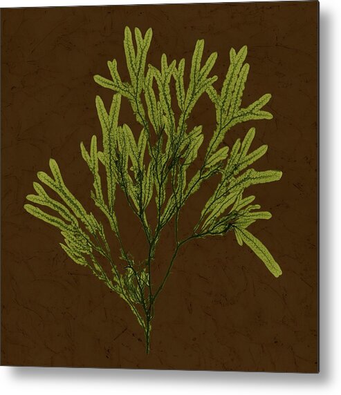 Wag Public Metal Print featuring the painting Dramatic Kelp I by Vision Studio