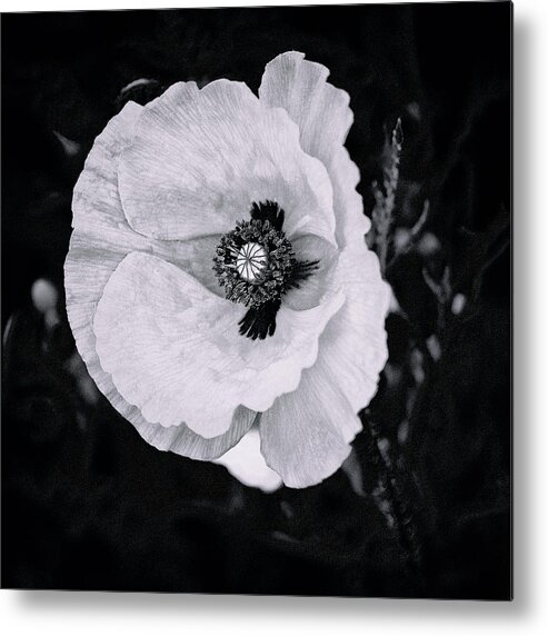 Poppy Metal Print featuring the photograph Dream of Peace by Marianne Campolongo