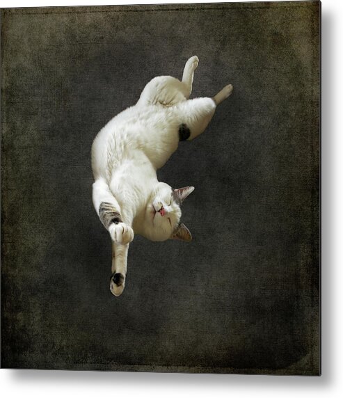 Cat Metal Print featuring the photograph Dreaming of Tintoretto by Sally Banfill