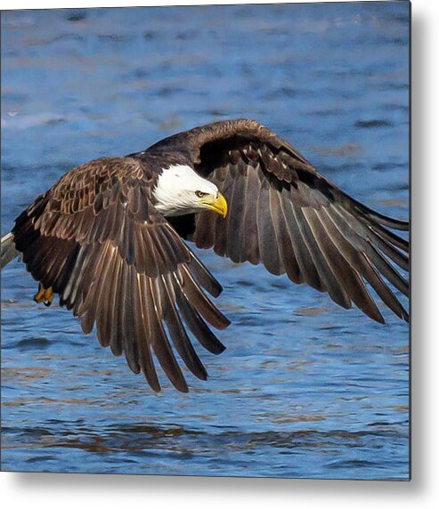 Eagle Metal Print featuring the photograph Eagle Power by David Wagenblatt