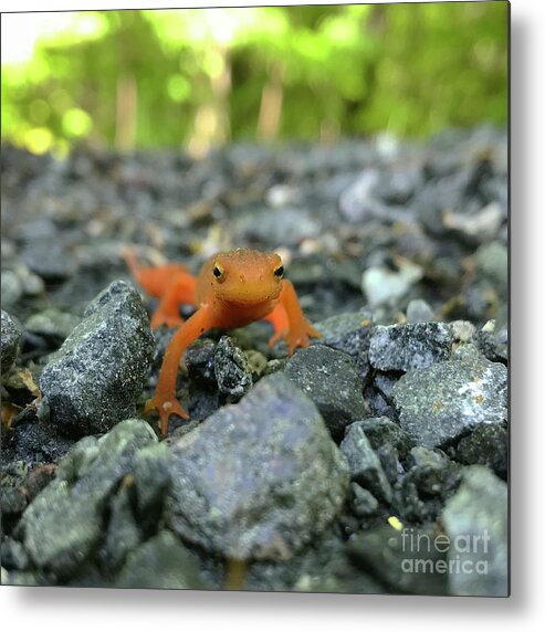 Salamander Metal Print featuring the photograph Eastern Red Spotted Newt 2 by Amy E Fraser