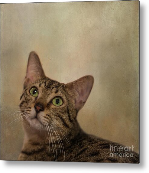 Egyptian Mau Metal Print featuring the photograph Egyptian Mau by Eva Lechner