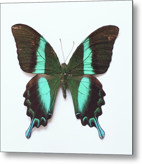White Background Metal Print featuring the photograph Emerald Swallowtail Butterfly Papilio by Giantstep Inc