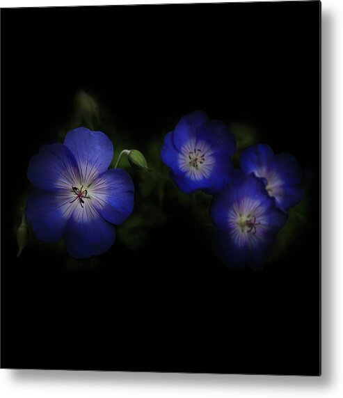 Garden Metal Print featuring the photograph Enchanted Blues in Square by Debra and Dave Vanderlaan