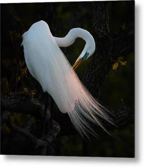 Animals Metal Print featuring the photograph Evening Grooming by Alex Li