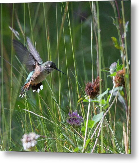 Rufous Metal Print featuring the photograph Eye on the Prize by Patrick Nowotny