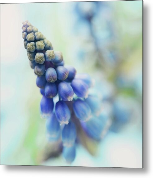 Outdoors Metal Print featuring the photograph Fairy Bells Announcing Springtime by Dhmig Photography