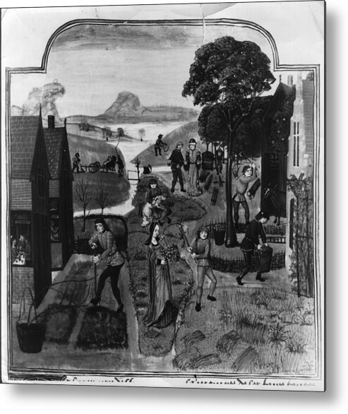 Working Metal Print featuring the digital art Farm Life by Hulton Archive