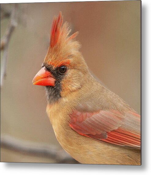 Cardinal Metal Print featuring the photograph Female Cardinal Portrait by Lara Ellis