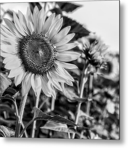 Flower Metal Print featuring the photograph Field of Flowers by Ray Silva