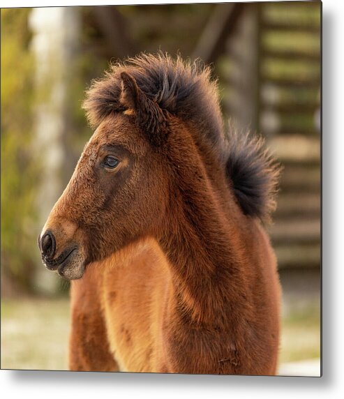 Animals Metal Print featuring the photograph Filly Gone Wild by Donna Twiford