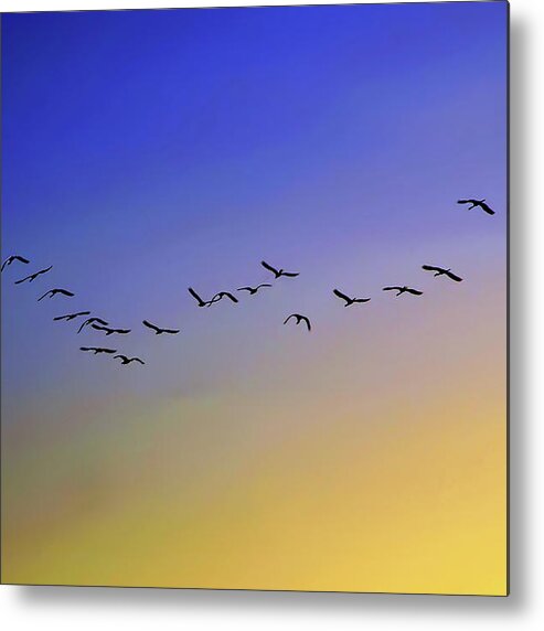 Animal Themes Metal Print featuring the photograph Flamingos by Amateur Photographer, Still Learning...