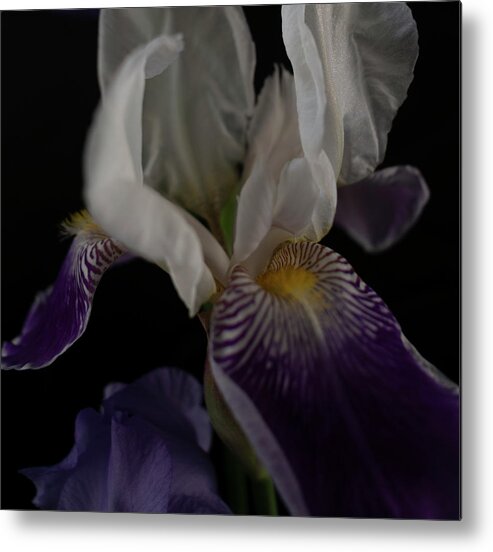 Iris Metal Print featuring the photograph Flowing Iris by Vicky Edgerly