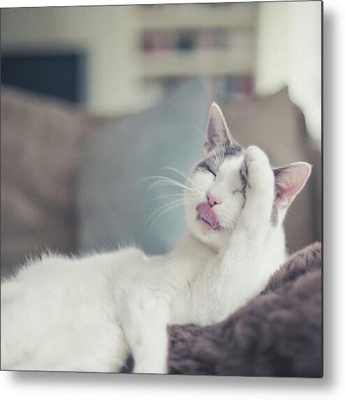 Pets Metal Print featuring the photograph Fluffy White And Grey Cat Cleaning by Cindy Prins