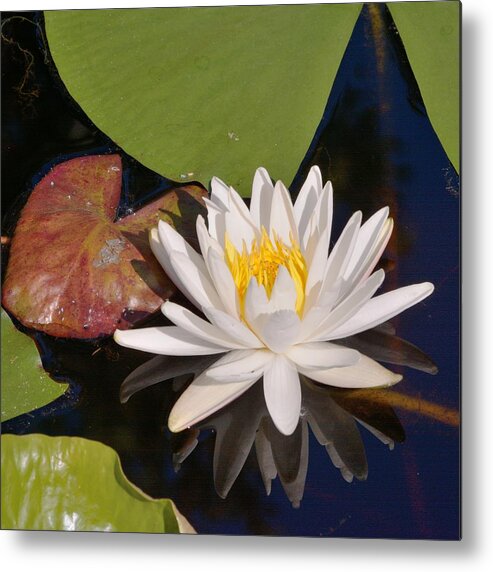 Water Lily Metal Print featuring the photograph Fragrant Water Lily-Square by Bradford Martin