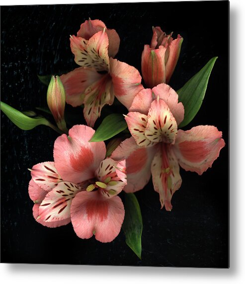 Freesia Metal Print featuring the photograph Freesia Flowers On Black Surface by Chris Collins