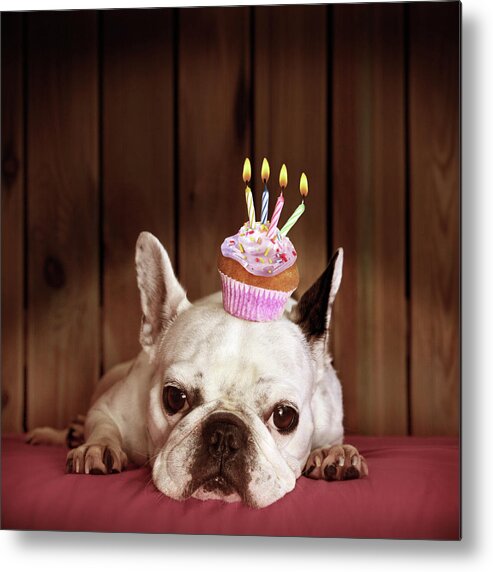 Pets Metal Print featuring the photograph French Bulldog With Birthday Cupcake by Retales Botijero