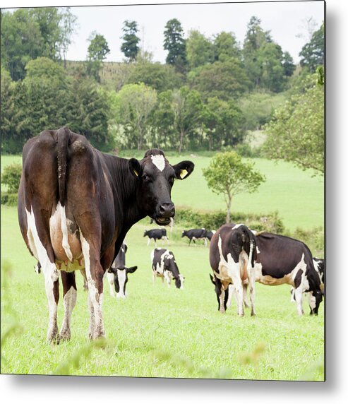 English Culture Metal Print featuring the photograph Fresian Cow In Herd - Making Eye Contact by Scott Hortop