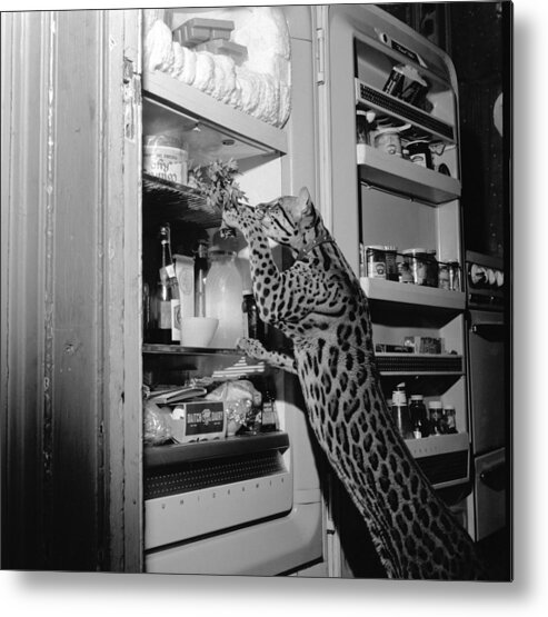 1950-1959 Metal Print featuring the photograph Fridge Raider by Sherman