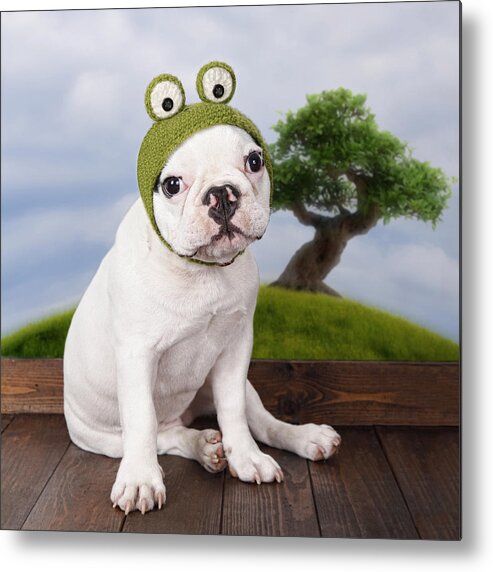 Pets Metal Print featuring the photograph Funny French Bulldog Puppy by Maika 777