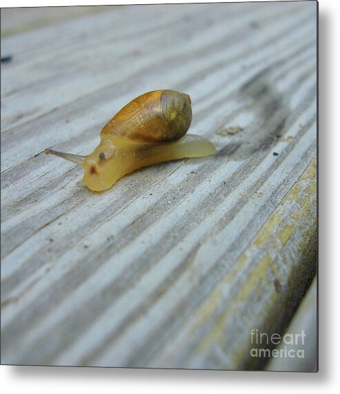 Garden Snail Metal Print featuring the photograph Garden Snail 2 by Amy E Fraser
