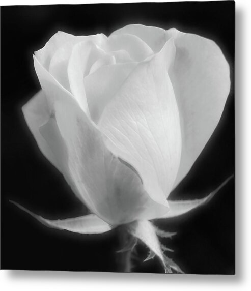 Flower Metal Print featuring the photograph Gently Opening by Leda Robertson