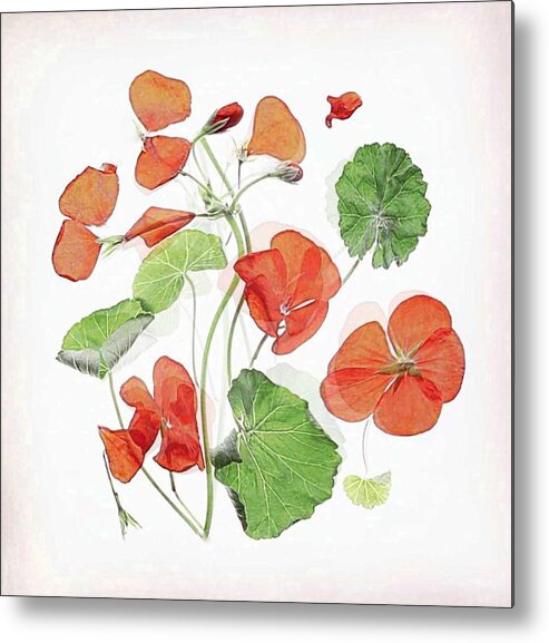 Geranium Metal Print featuring the photograph Geranium 18 by Fangping Zhou