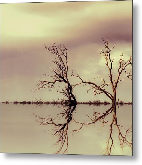 Trees Metal Print featuring the photograph Getting To Know You by Mel Brackstone