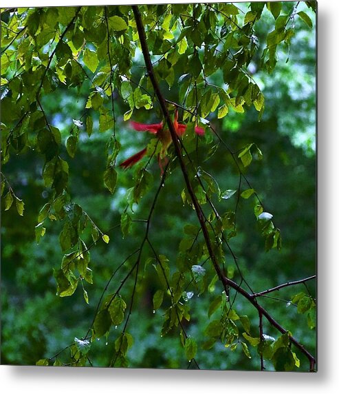Bird Metal Print featuring the photograph Ghost Angel Cardinal by Alida M Haslett