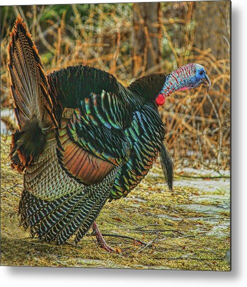 Wild Turkey Metal Print featuring the photograph Gobbling In The Sunshine by Dale Kauzlaric