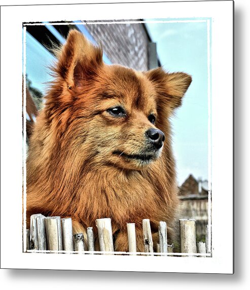 Toy Dog Metal Print featuring the photograph Golden Pomeranian dog by Heidi De Leeuw