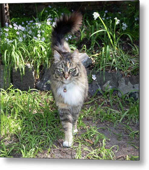 Cat Metal Print featuring the photograph Grand Enterance by Masami IIDA
