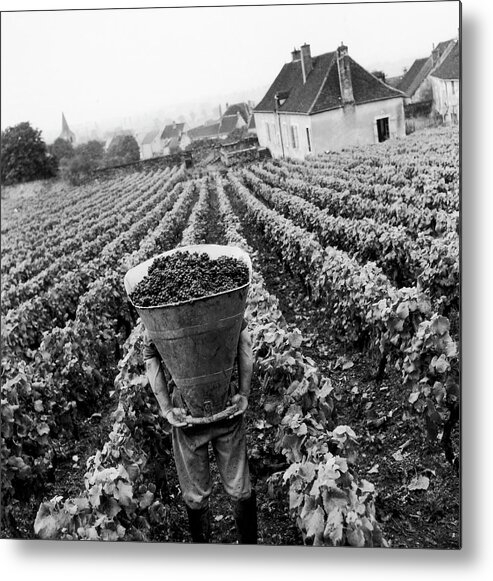 Vertical Metal Print featuring the photograph Grape Harvest In Burgundy 1969 by Keystone-france
