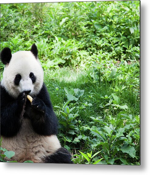 Chinese Culture Metal Print featuring the photograph Great Panda Eating Banana - Chengdu by Fototrav
