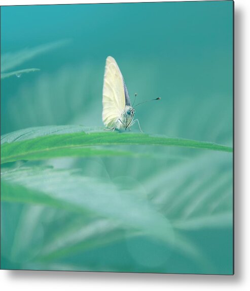 Butterfly Metal Print featuring the photograph Green Morning by Jaroslav Buna