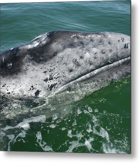 Latin America Metal Print featuring the photograph Grey Whale Head by Serengeti130