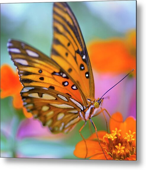 Orange Color Metal Print featuring the photograph Gulf Fliterary Butterfly by Joel Olives Photography