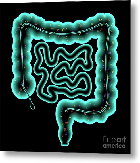 Intestine Metal Print featuring the photograph Gut Microbiota by Pikovit / Science Photo Library
