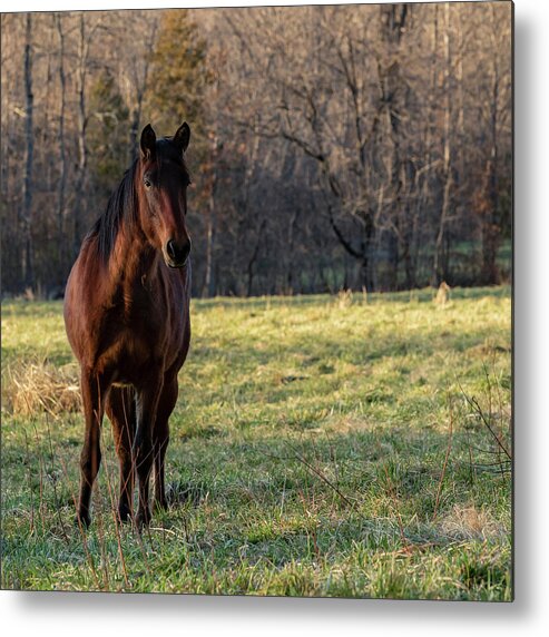 Wild Horse Metal Print featuring the photograph Gypsy by Holly Ross