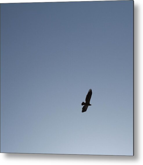 Animal Themes Metal Print featuring the photograph Hawk Flying High In Blue Sky by Barry Duncan