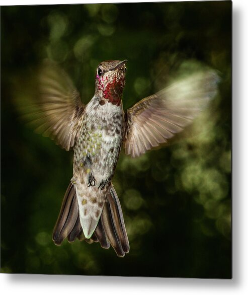 Animal Themes Metal Print featuring the photograph Helplessly Hoping The Harried Hummer by Bill Gracey