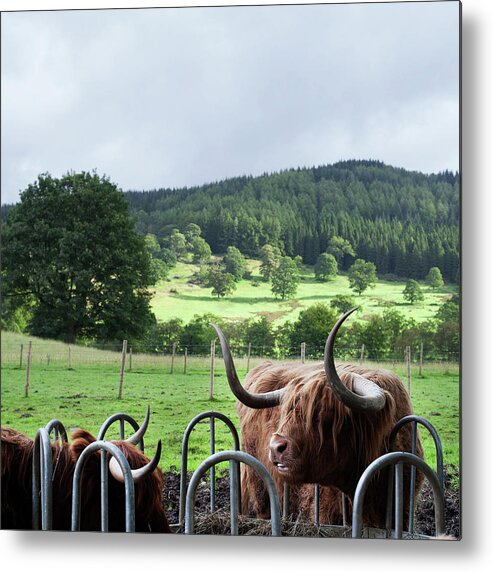 Milk Metal Print featuring the photograph Highland Cattle by Deimagine