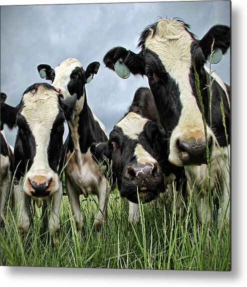 Grass Metal Print featuring the photograph Holstein Cows by C. M. Yost