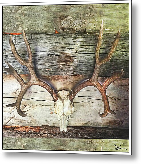 Skull Metal Print featuring the photograph Horns by Peggy Dietz