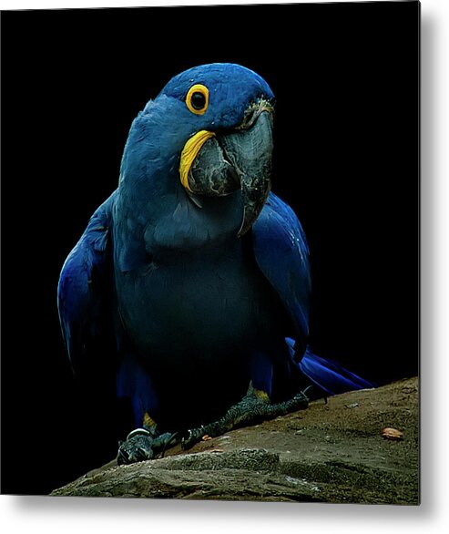 Macaw Metal Print featuring the photograph Hyacinth Macaw by Photo By Steve Wilson